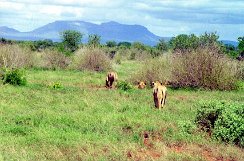 scan-kenya-avril-2001-042